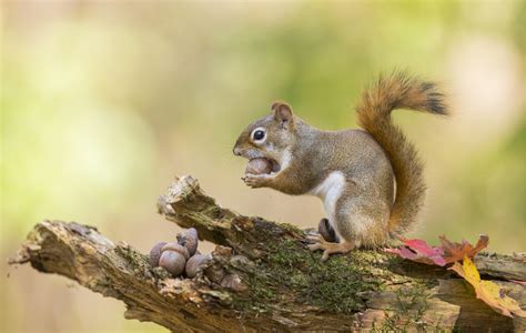 栗と栗鼠|「栗鼠(クリネズミ)」の意味や使い方 わかりやすく解。